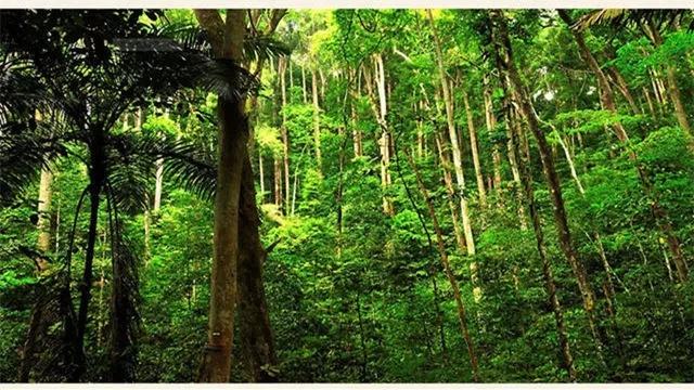 马来西亚三大国宝之一东革阿里