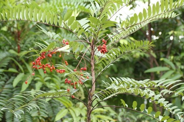 野生东革阿里的的形态特征