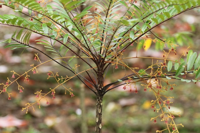 东革阿里的传说