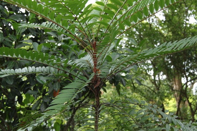 野生东革阿里的神奇功效