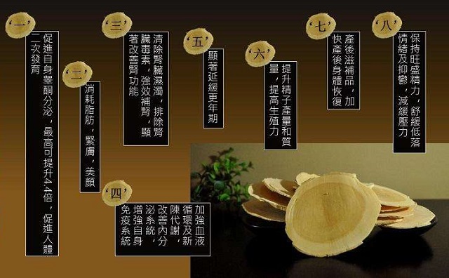 东革阿里的主要作用