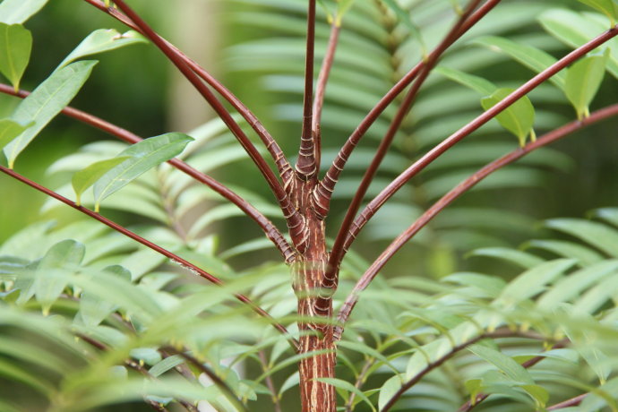 其生物活性成分及浓缩比较高,植物药性比东革阿里原根高很多倍